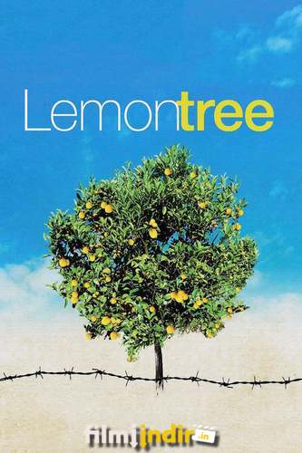Limon Ağacı